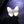 Mother of Pearl Butterfly Shell Inlay Brooch - Perimade & Co.